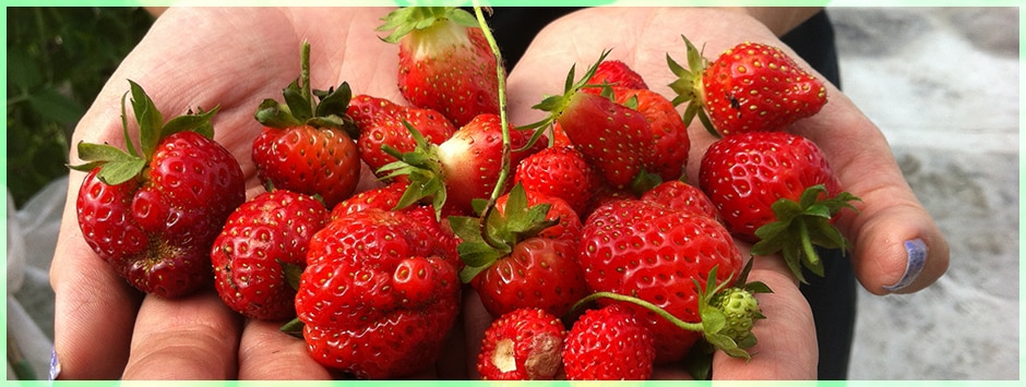 Spotting Spring Strawberries: Identify Growth for a Bountiful Crop